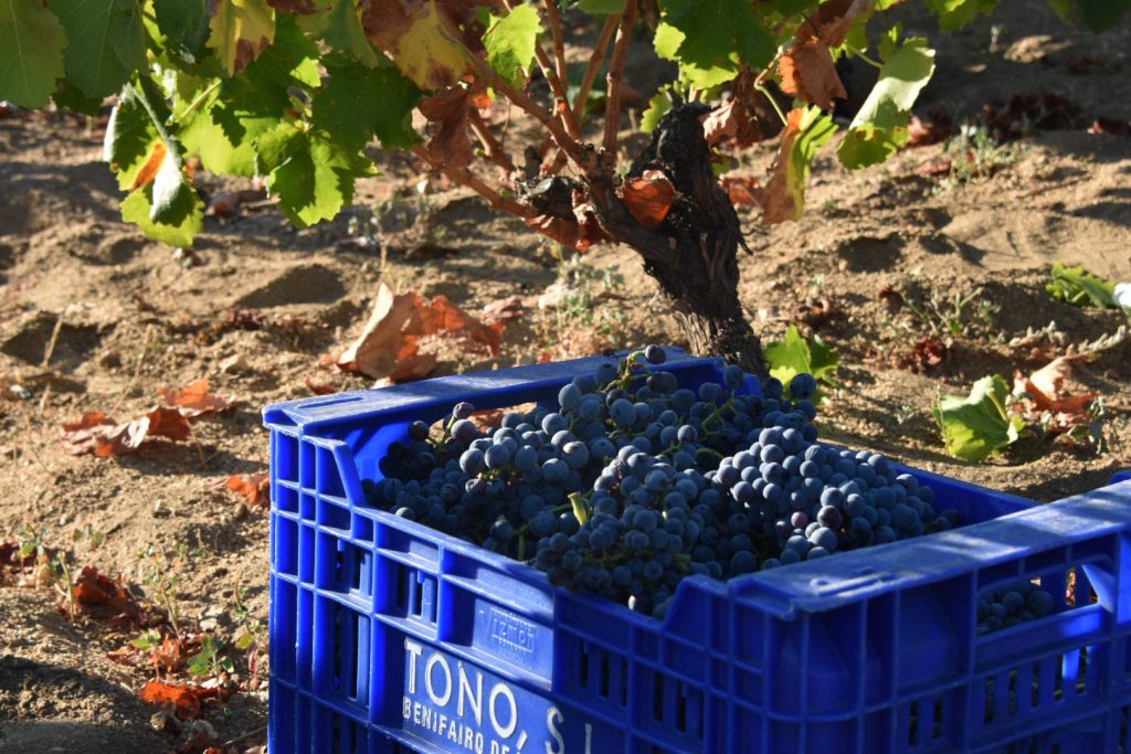 El albillo real ya está en las bodegas, llega el turno de la garnacha tinta en la D.O.P. Cebreros
