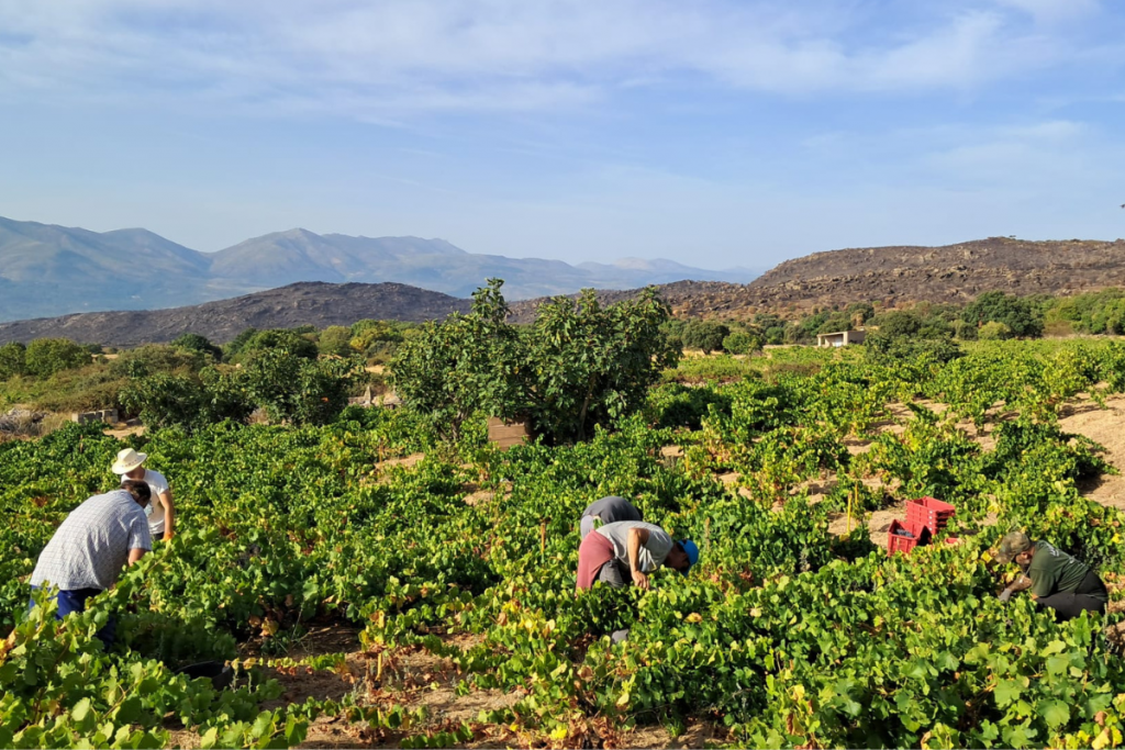 Tras lluvias récord y calor extremo la D.O.P. Cebreros cosecha una prometedora añada 2025